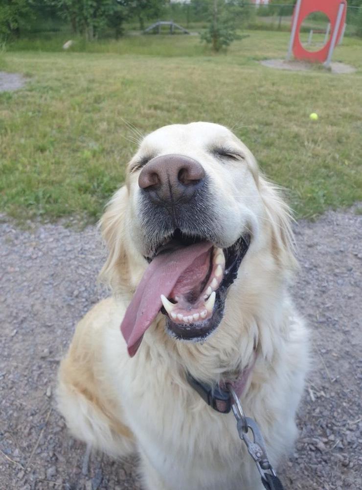 Maja är extra glad när hon är på hundrastgården. Louise Fredman från Halmstad har skickat in bilden.
