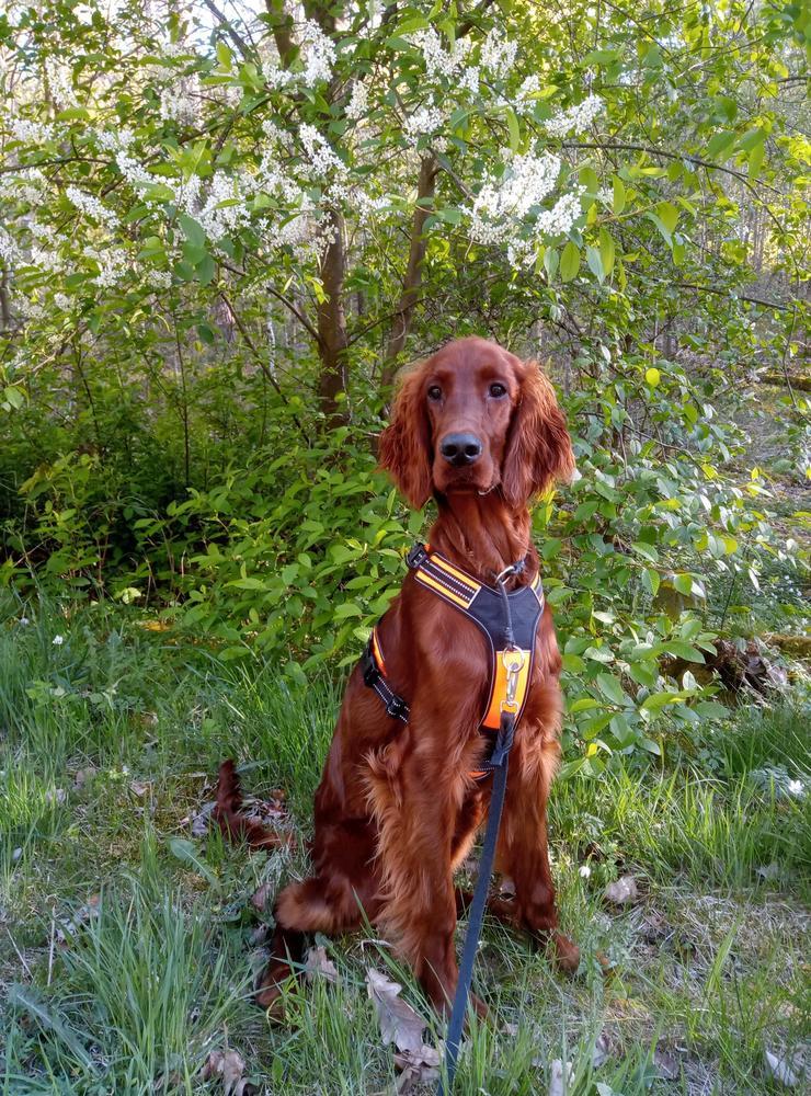 Vår hot dog Dante snart 10 månader. Han älskar långa promenader, är busig och väldigt morgontrött, berättar matte Marie Hellberg.