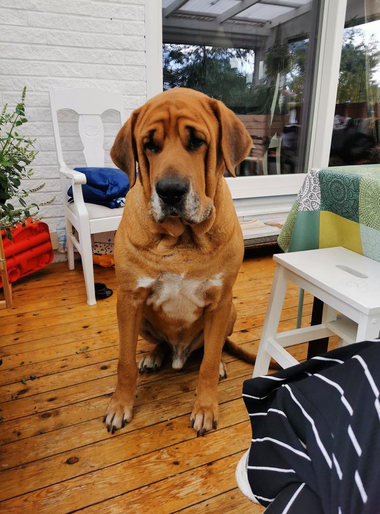 Angelica Eriksson har skickat in en bild på sin ”lilla” hund Aslan, en Broholmer på 65 kg.