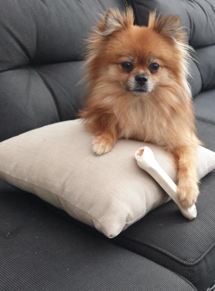Här har vi Jaxon som älskar soffhäng.