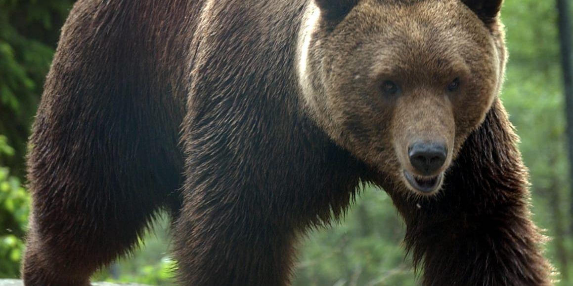 Jägarna vill att tilldelningen ökar i årets björnjakt. Arkivbild.