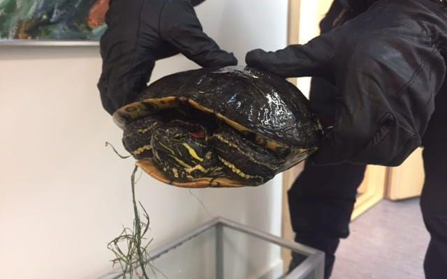 Sköldpaddan gör inte mycket väsen av sig i polisens akvarium. Nu hoppas polisen att de snart kan överlåta skötseln till någon annan.