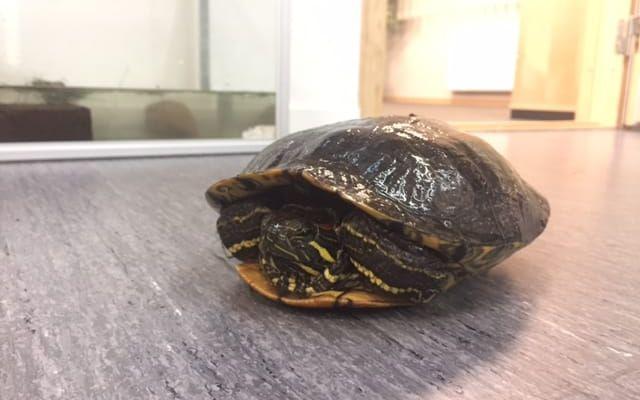 Sköldpaddan hittades på Gnejsvägen i Skrea förra måndagen.