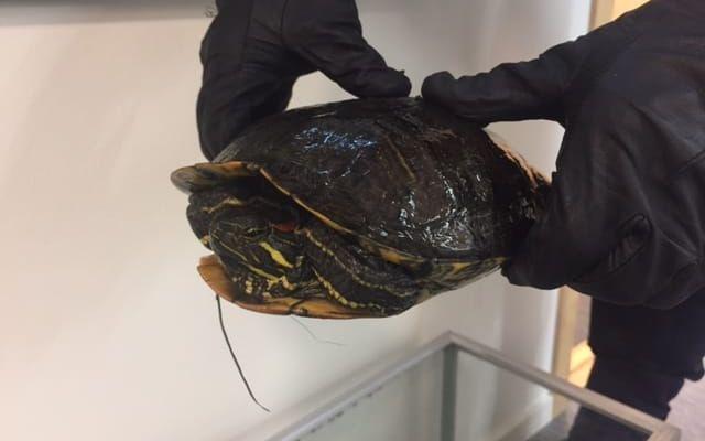 Sköldpaddan är en i raden av sköldpaddor som polisen i Falkenberg har fått in genom åren.