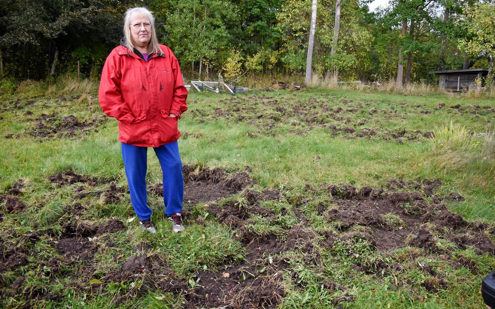”Det är en flock med omkring tio grisar som går fram som ångvältar”, berättar Lena Qvarnström som har fått sin gräsmatta förstörd.