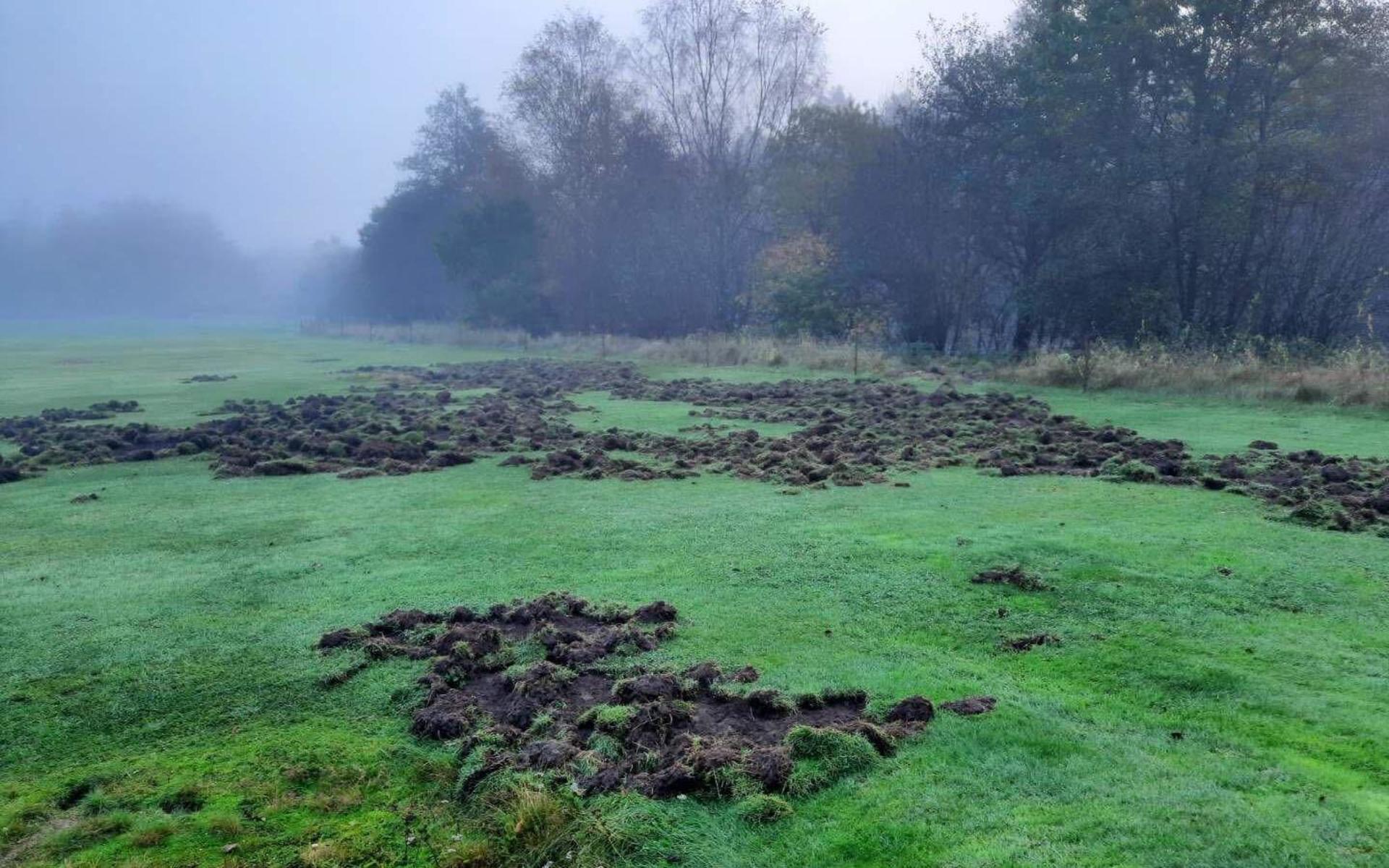 Golfbanan i Rydöbruk. ”Om vildsvinen förstör en green kan det kosta flera hundratusen kronor att återställa”, säger greenkeeper Rolf Bogren.