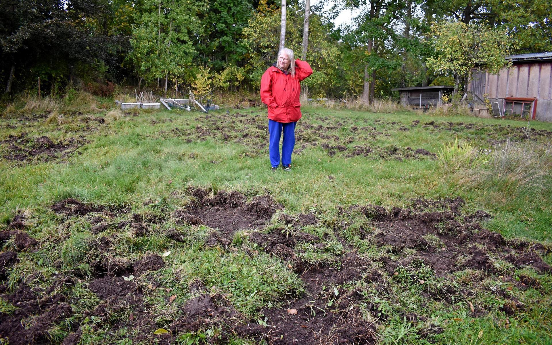 Villaägaren Lena Qvarnström i Rydöbruk har fått sin gräsmatta förstörd.