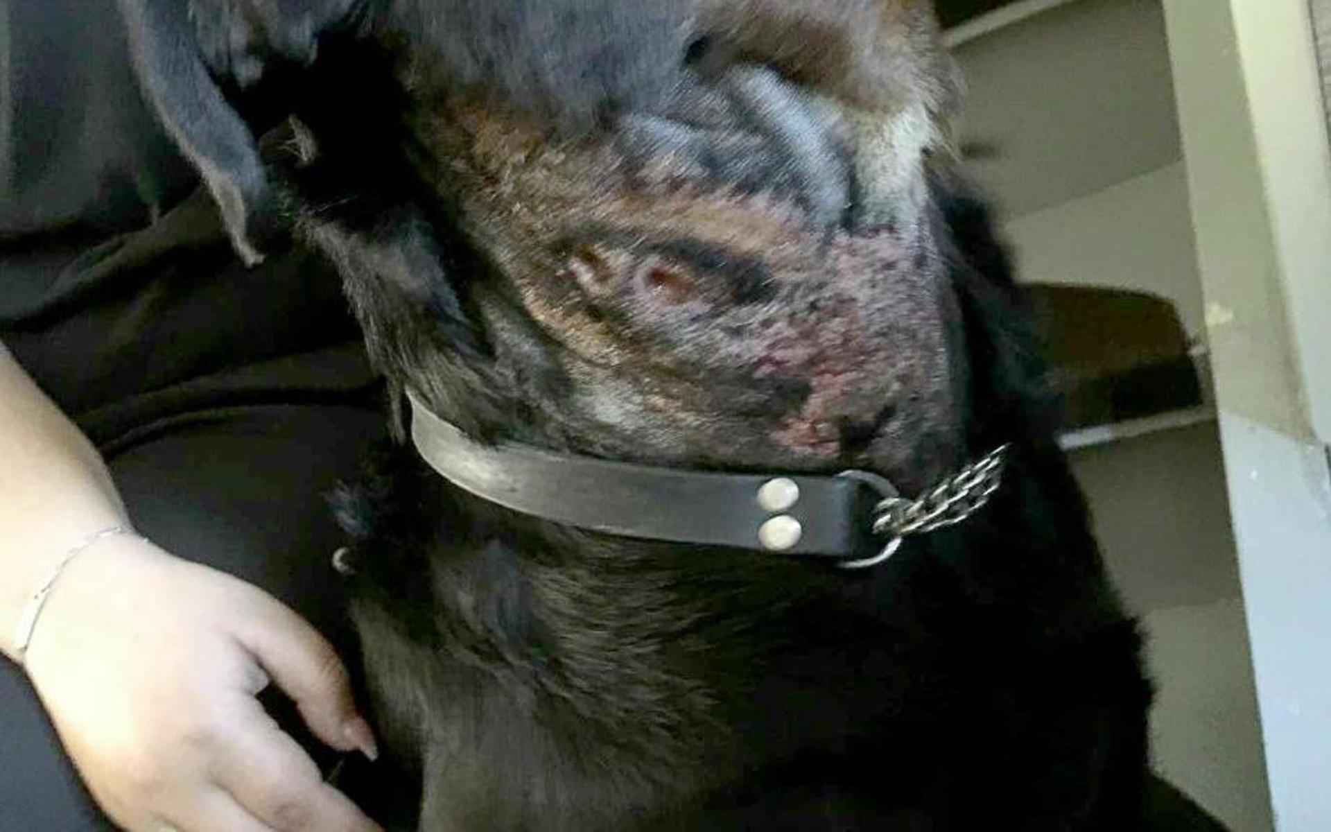 Den 2,5 år gamla rottweilern hade två runda sår på halsen som bedöms ha orsakats av långvarigt användande av antiskällhalsband. Halsbandet har metallpiggar som trängt igenom huden.