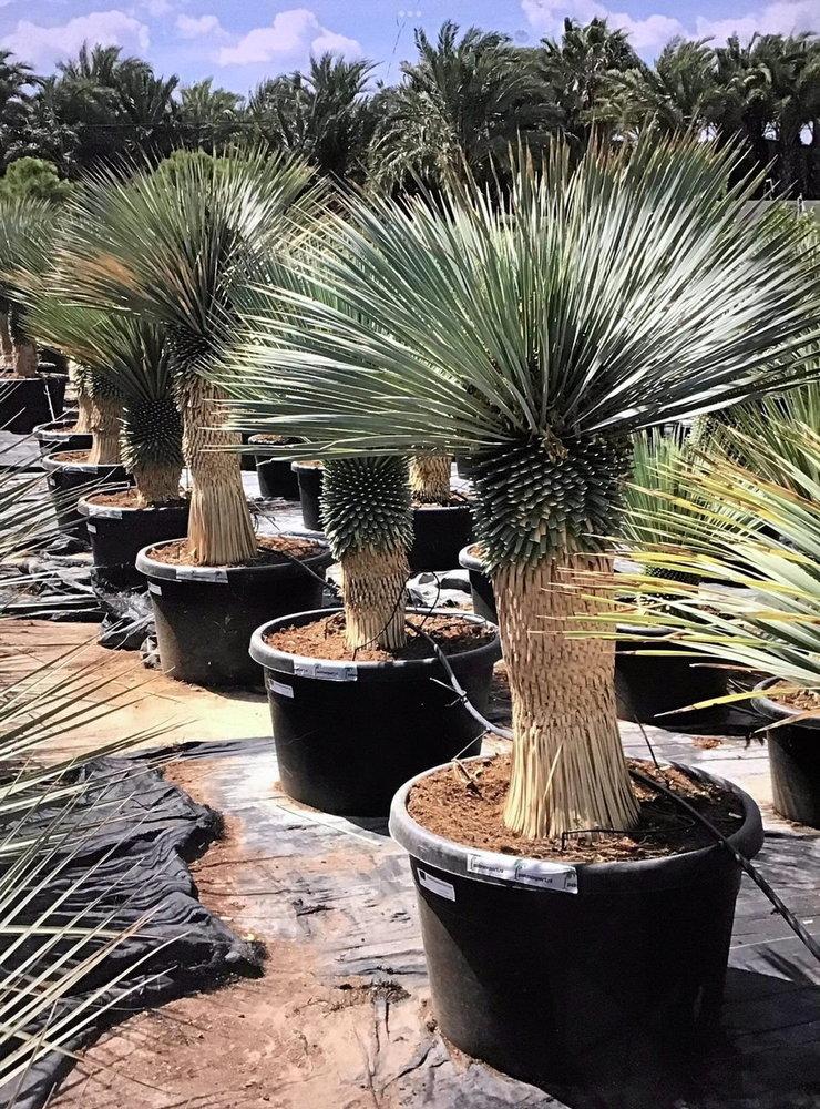 När paret är på plats på plantagen i Spanien brukar de tinga flera storvuxna Yucca Rostata.