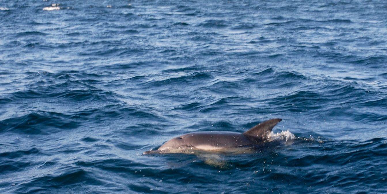 Delfin simmade runt i Öresund | Hallandsposten