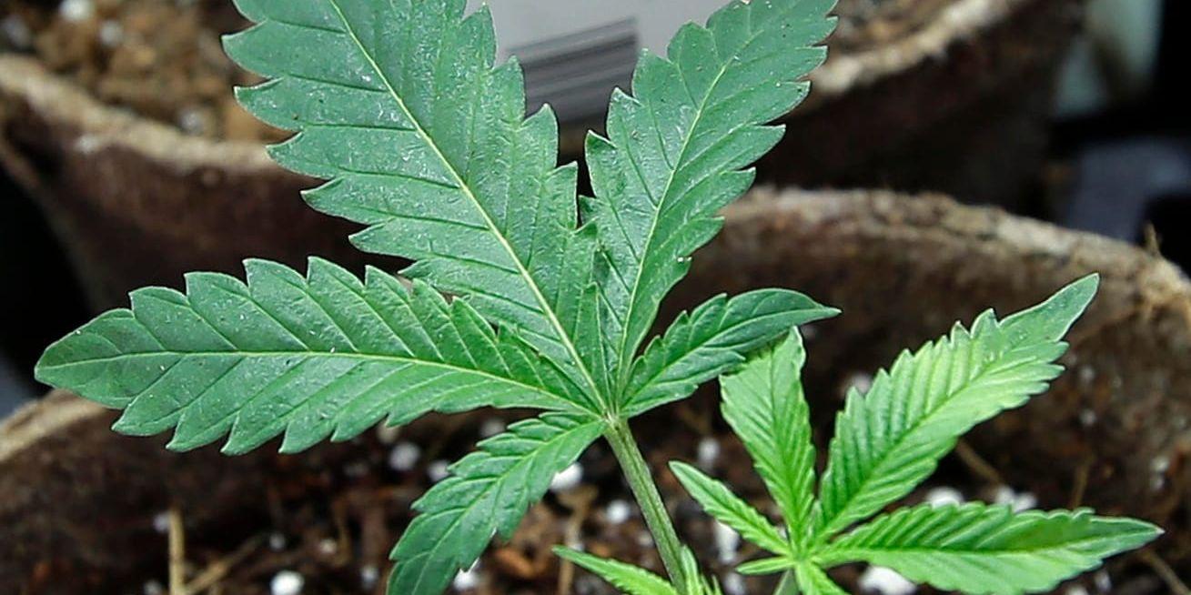 Cannabisplanta. Arkivbild.
