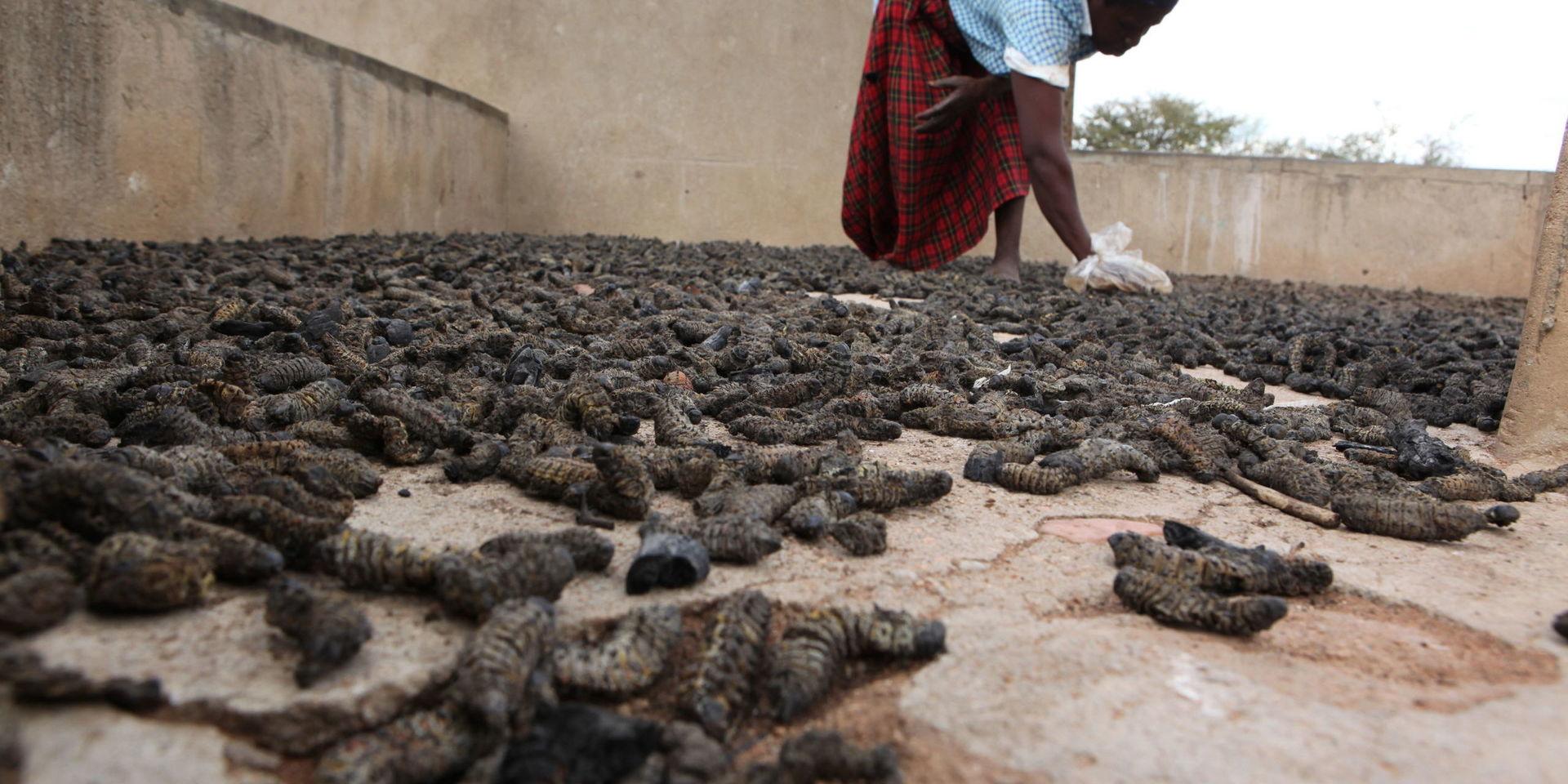 Mopanelarver som plockats och lagts ut för torkning i en by i Zimbabwe. Arkivbild. 