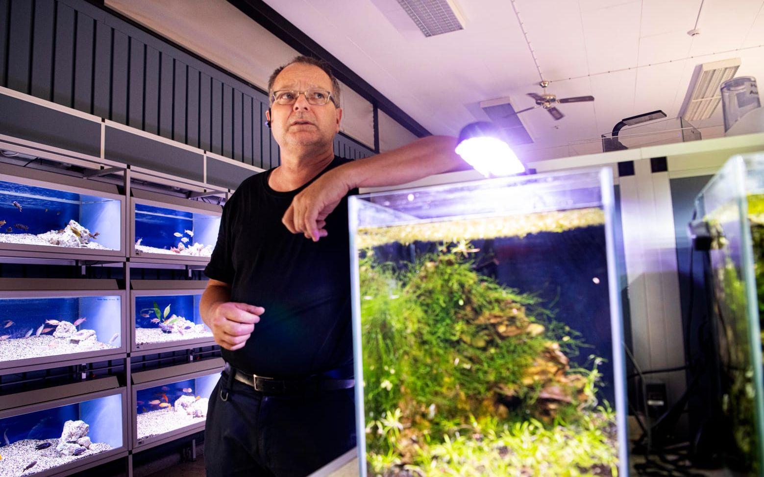 Åleds Akvarium är nationellt välkänt i sin bransch. Ägaren Jan-Åke Johansson säger sig mer eller mindre vara född i ett akvarium men med rådande elpriser är familjeföretaget på väg att gå under.