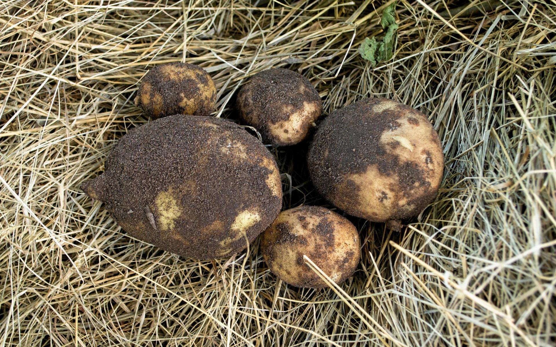 Sorten ’Connect’ är utsedd till årets potatis 2020. Självklart måste Ronja prova att odla den!