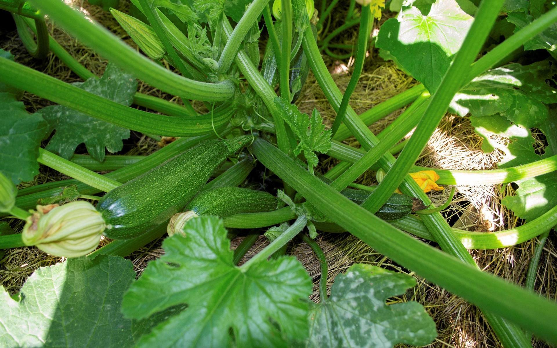 Slingerbult. Zucchini är en av de mest lättodlade och rikgivande grönsaker man kan ge sig på att odla.
