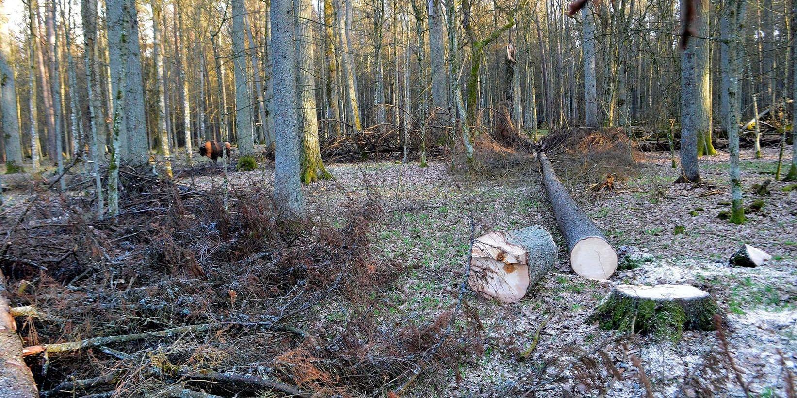 Fällda träd i Bialowiezaskogen i Polen, fotograferade i mars 2017. Arkivbild.