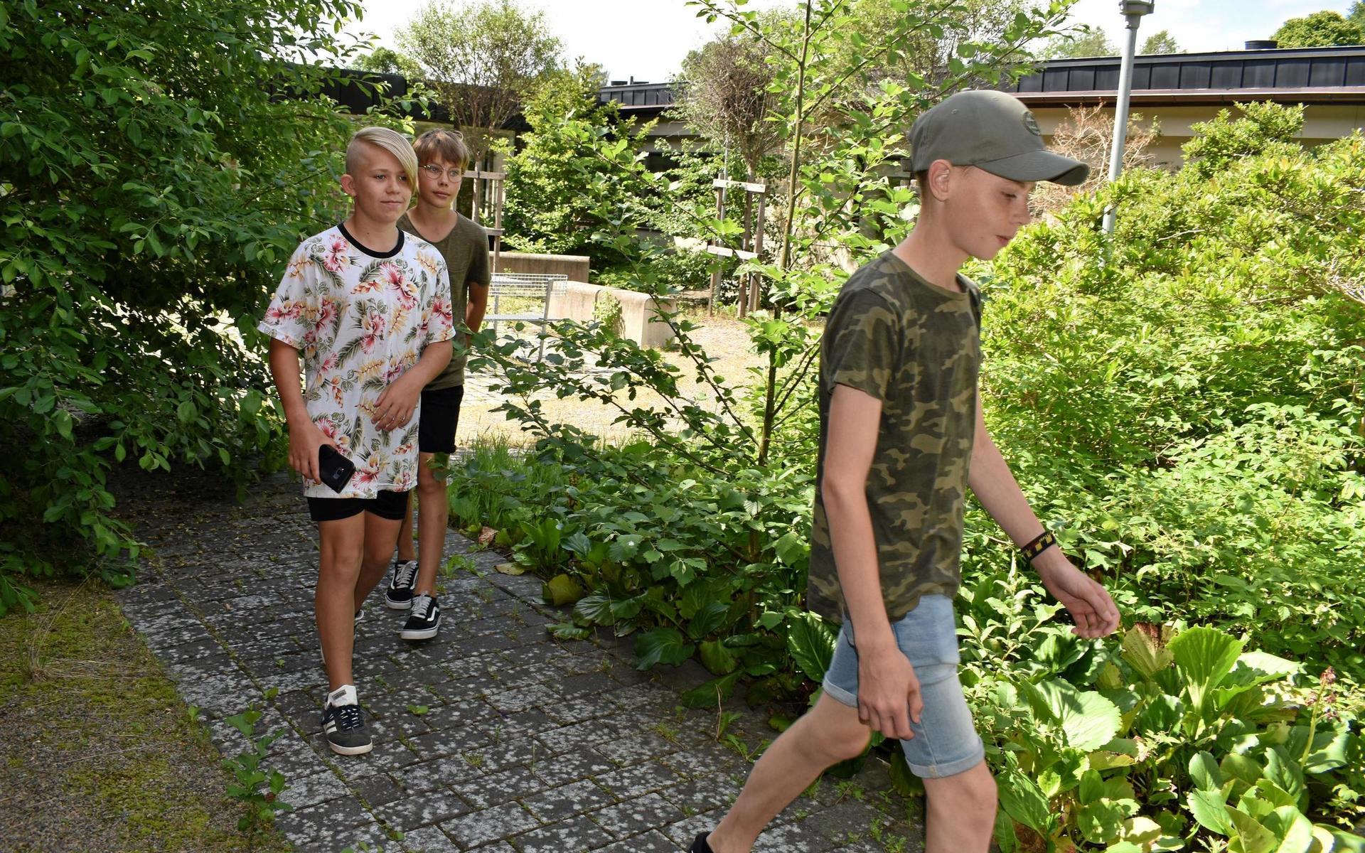 Theo Kulju, Love Mogren och Vidar Sandström börjar sjunde klass efter sommaren.