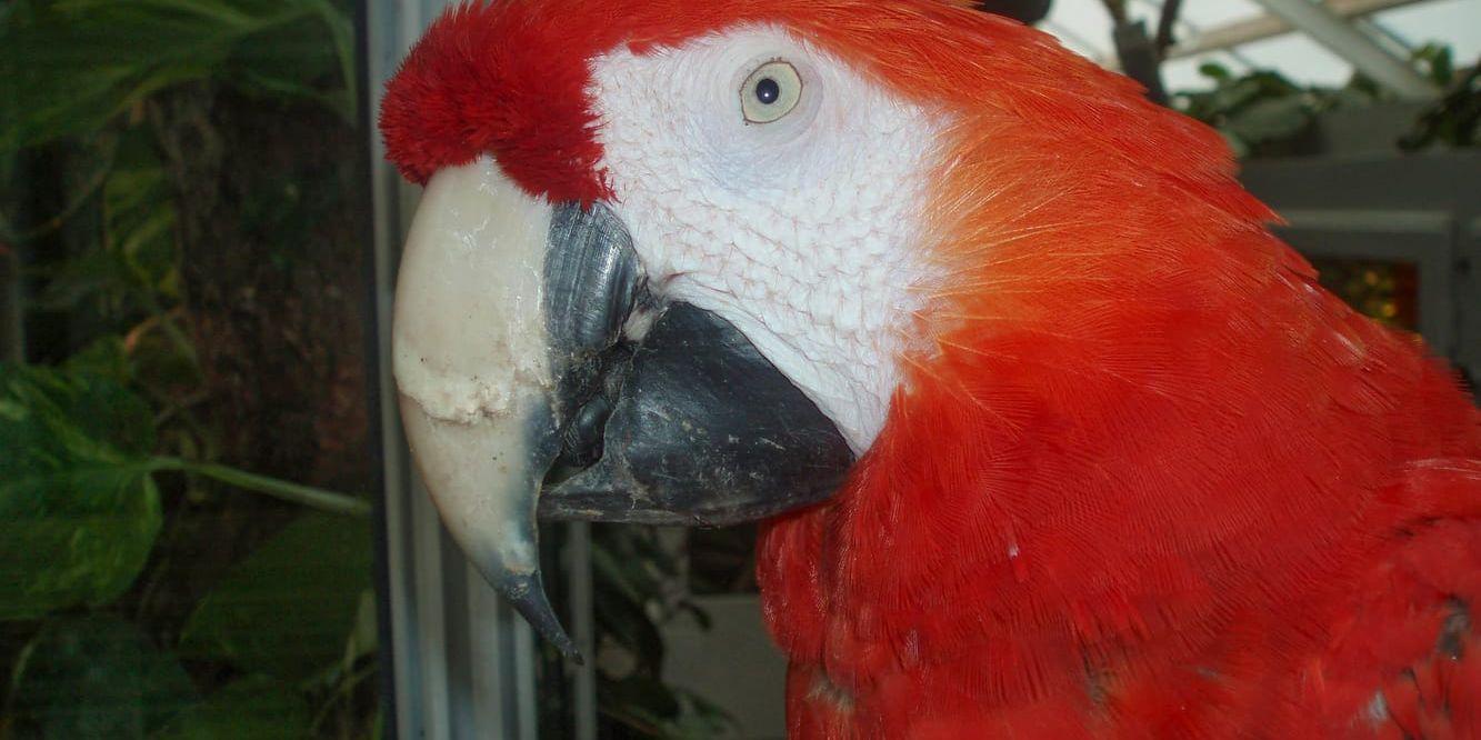 Papegojan Douglas, känd som "Rosalinda". Arkivbild.
