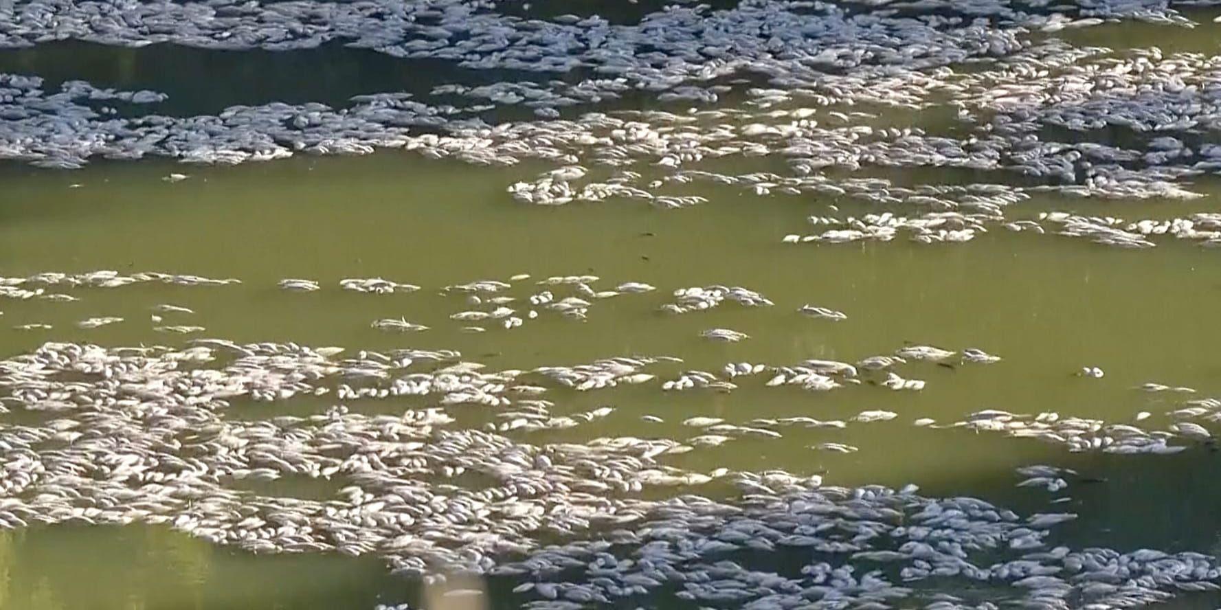 Döda fiskar på Darling-Baaka-floden.