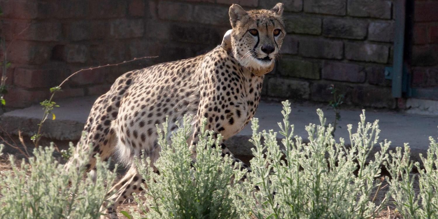 Både i fångenskap och i det vilda når förhållandevis få gepardungar vuxen ålder. Arkivbild.
