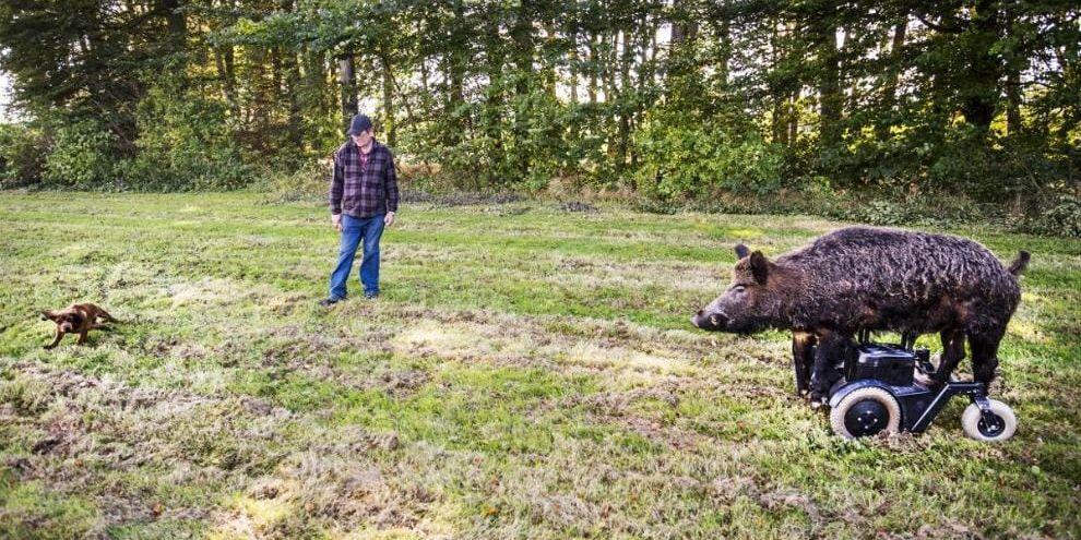 Jakttest. Lars Pettersson med hunden Bruce testar jaktvänligheten med hjälp av ett radiostyrt vildsvin på jakt- och fiskemässan på Heagård.
