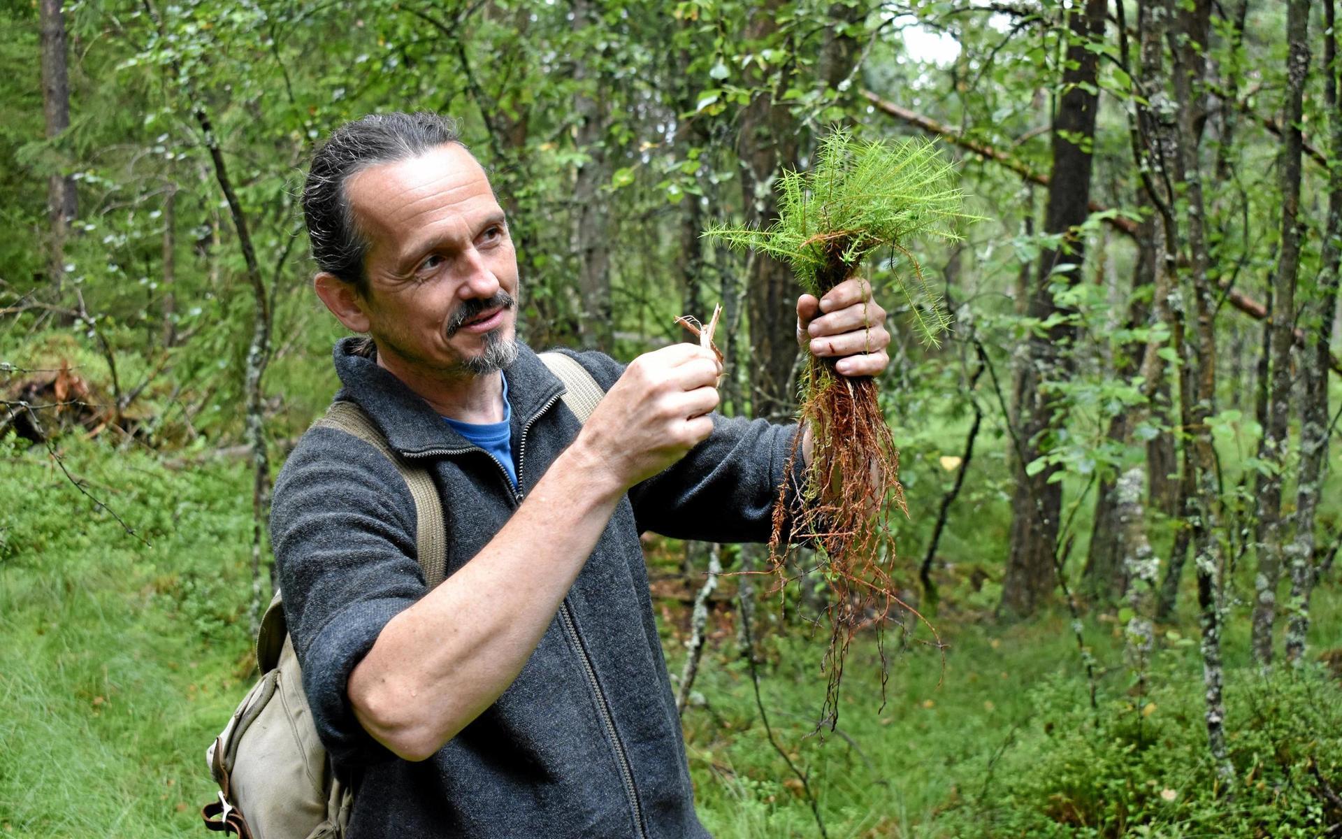 24 augusti. Juha Rankinen höll en naturvandring i Kloö mosse och visade hur växter från skogs- och mossmark haft användning för människor förr.