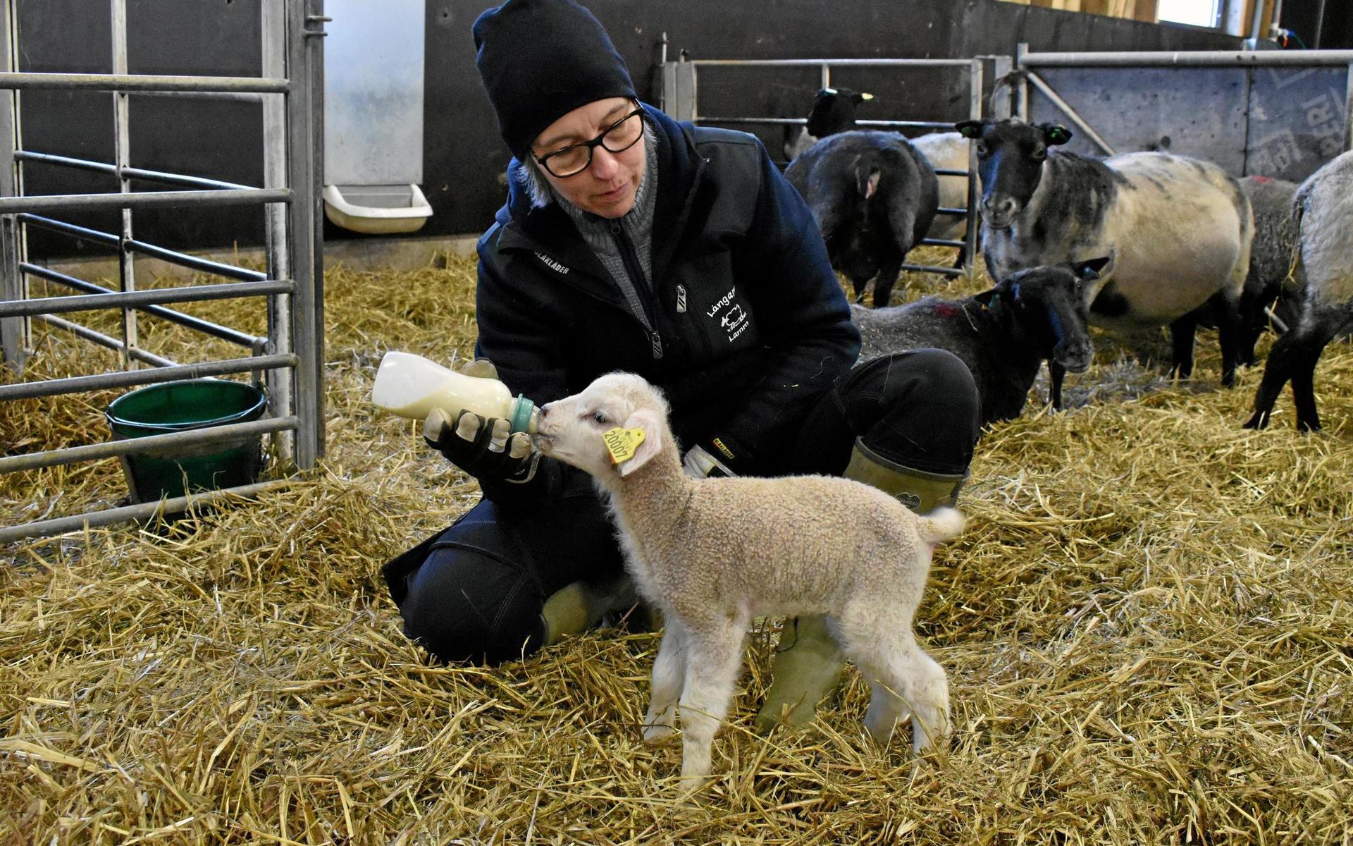 20 januari. Årets sötaste nyhet? – När HP:s reporter fick vara med när ulliga, gulliga lamm kom till världen på gården Långaryds lamm.