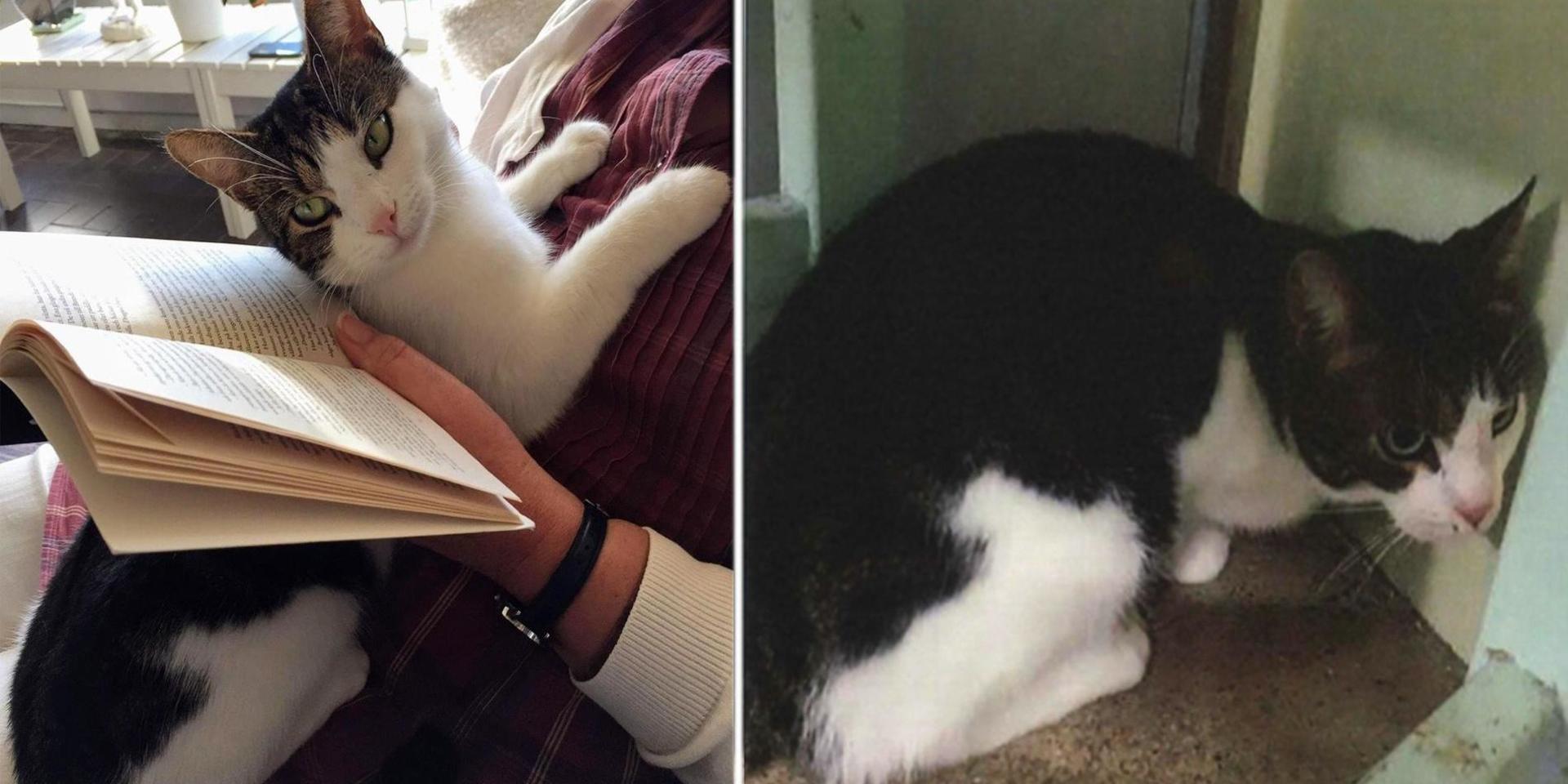 Katten Lisa (till vänster) och den infångade katten (till höger) är lika i färger och pälsmönster. Foto: Privat
