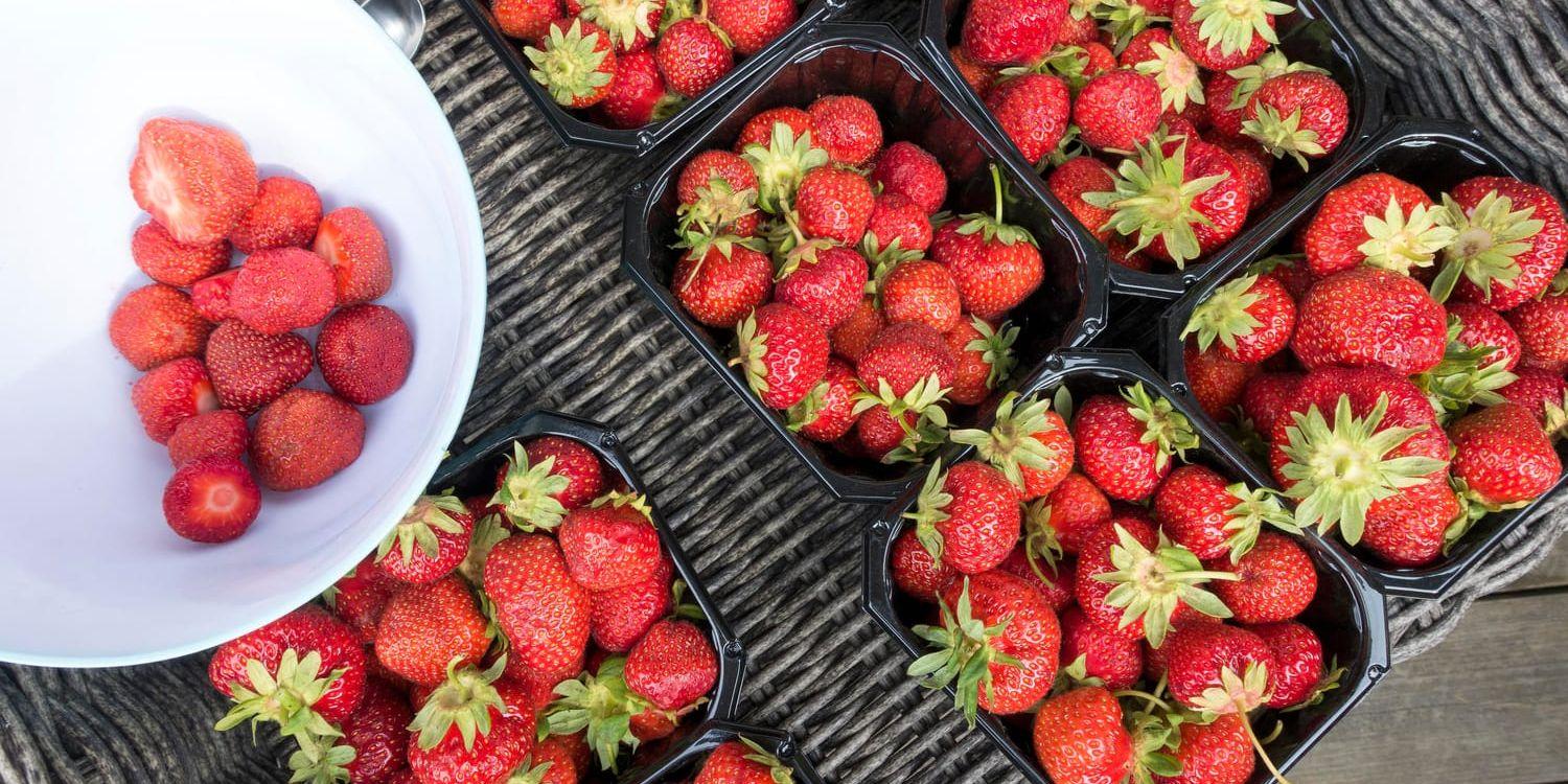 Ingen risk för brist på jordgubbar i midsommar, lovar producenter och handel. Arkivbild