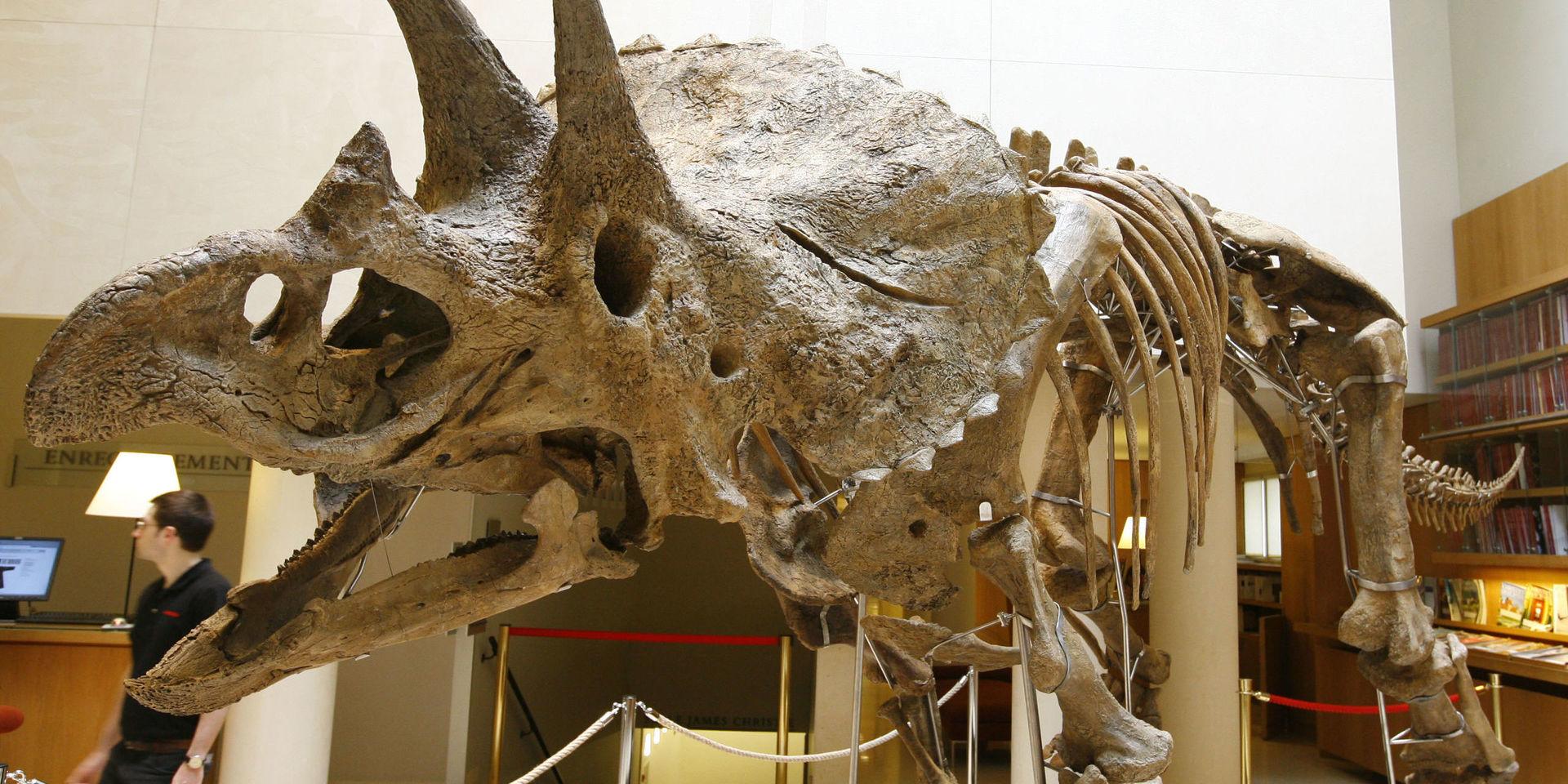 Forskarna träter om Triceratopsen, som den på bilden, egentligen är en ung variant av den större Torosaurusen, eller en egen art.
