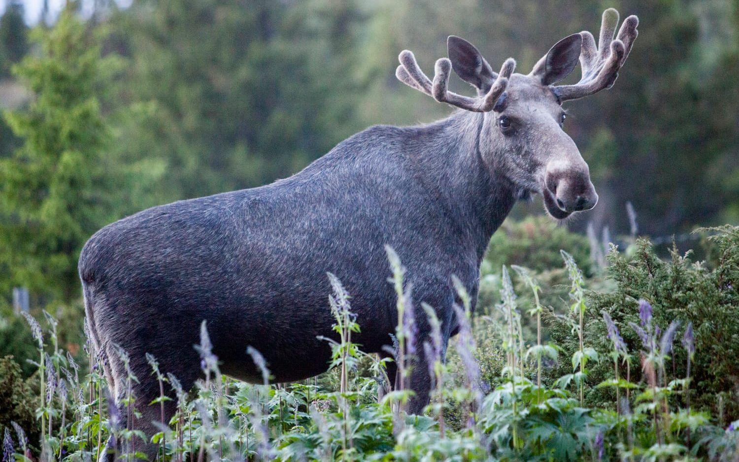 Älgstammen i Sverige har minskat kraftigt de senaste åren. Arkivbild.