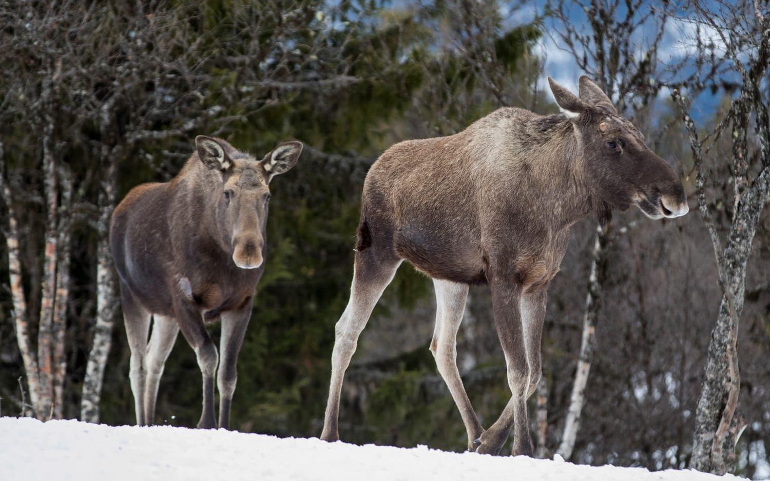Hård jakt har lett till alltför hård avskjutning av älg sedan 2015. Arkivbild.