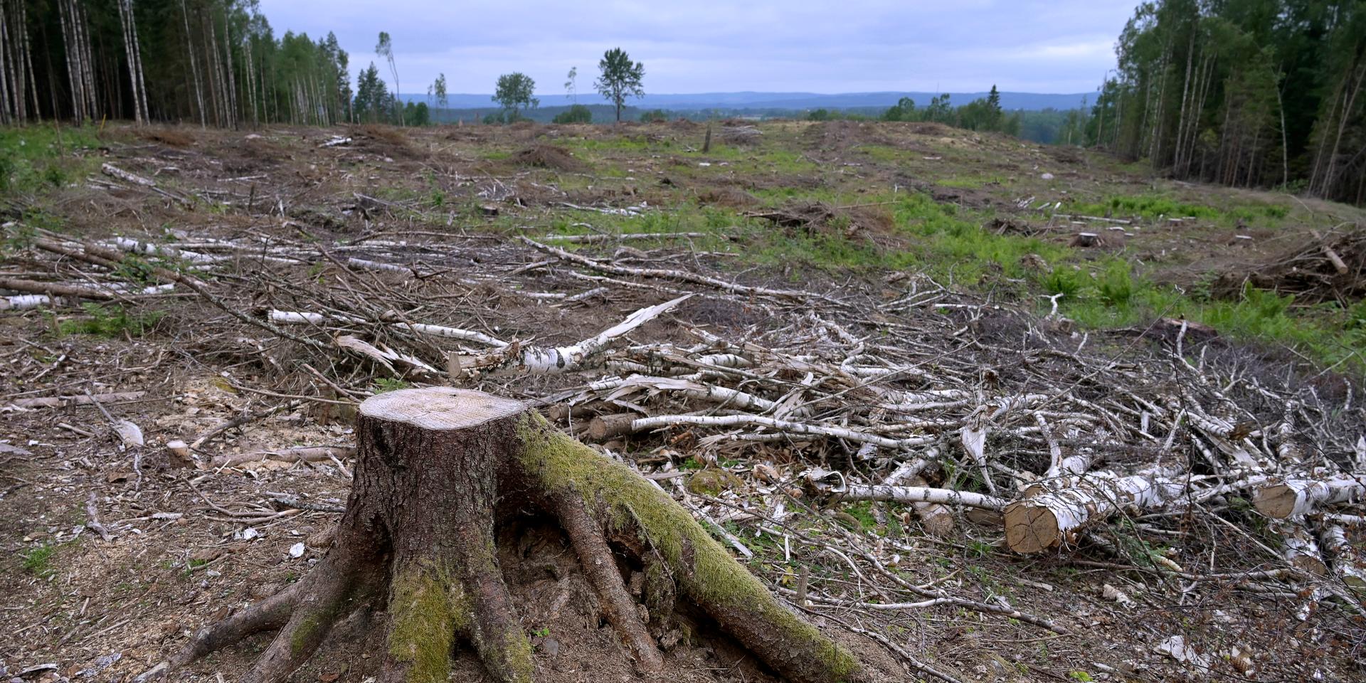 ”Efter kalhuggning läcker marken mycket kol i ett par decennier. Växande skog ska ersätta detta samt avlägsnad skog.” 