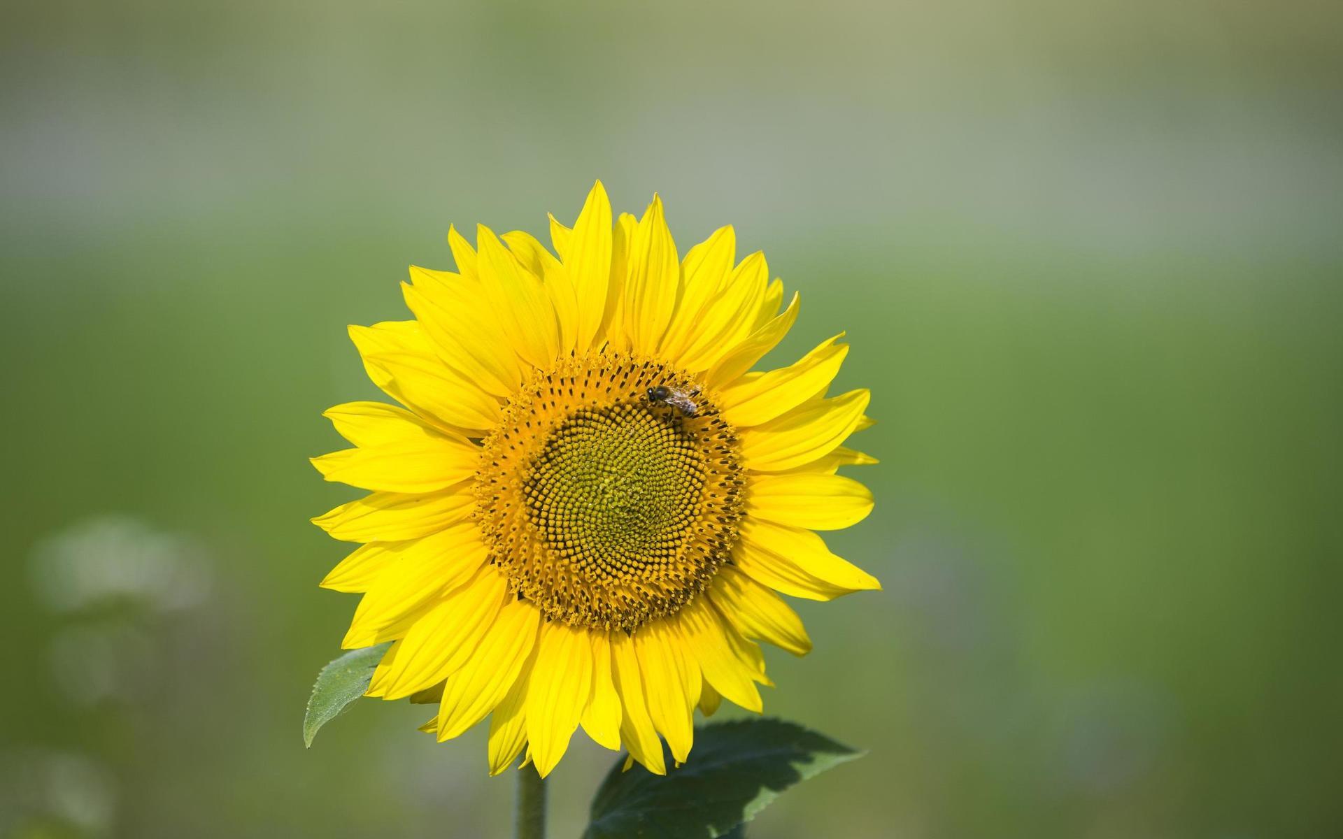 En tredjedel av de vilda bina i Sverige är hotade. Ett sätt att hjälpa dem är att skapa matplatser till dem i form av blomrika miljöer.
