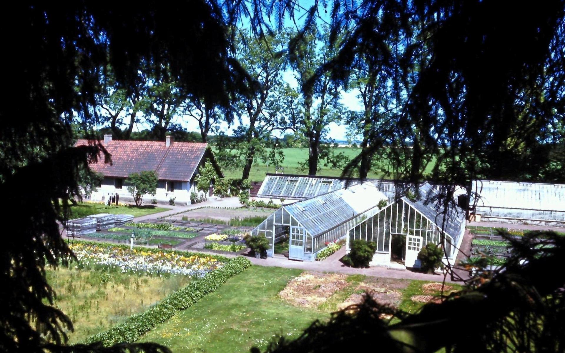 Växthusen, odlingarna och boningshuset som familjen Frost bodde i låg sida vid sida. 