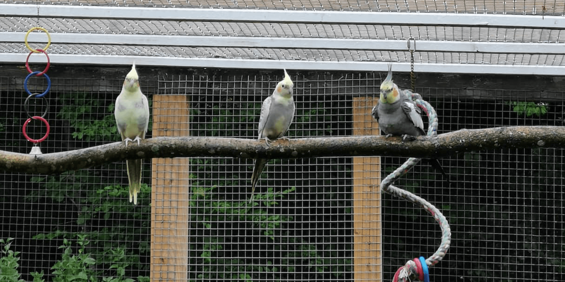 Konstapel Kålle, till höger, med sitt nya fågelgäng. 