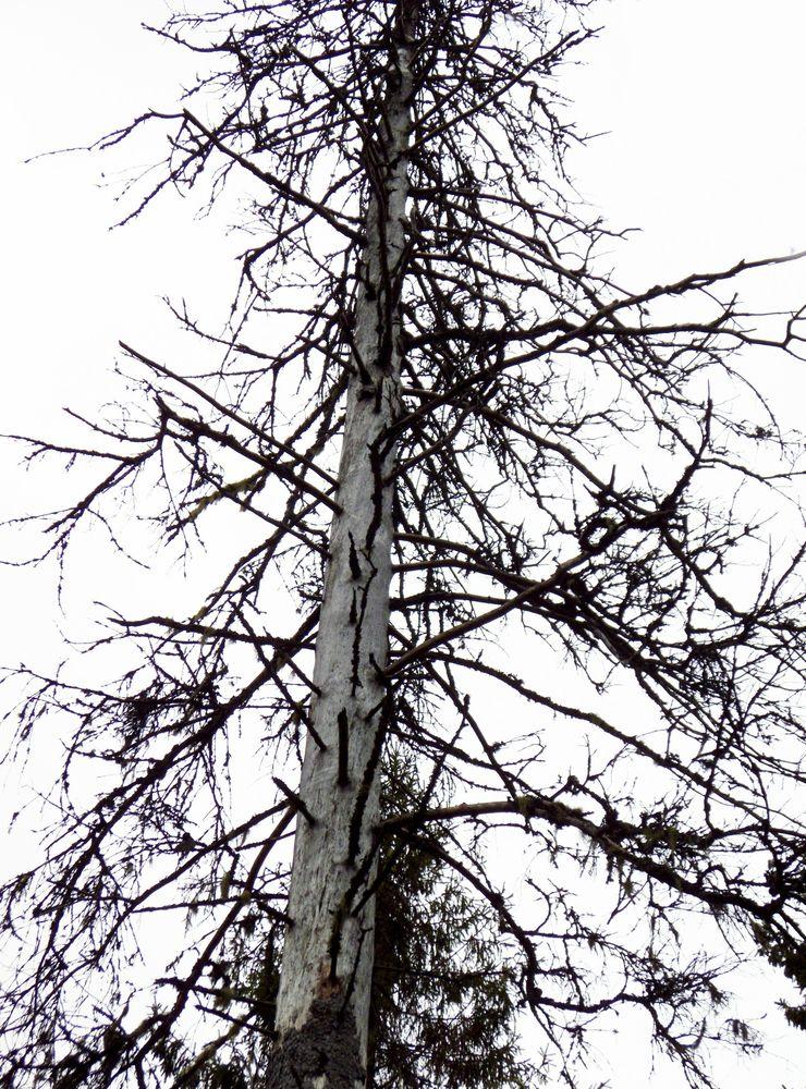 Trädet på bilden är inte ett av träden som fällts i Norre katts park. Bilden är en genrebild. 
