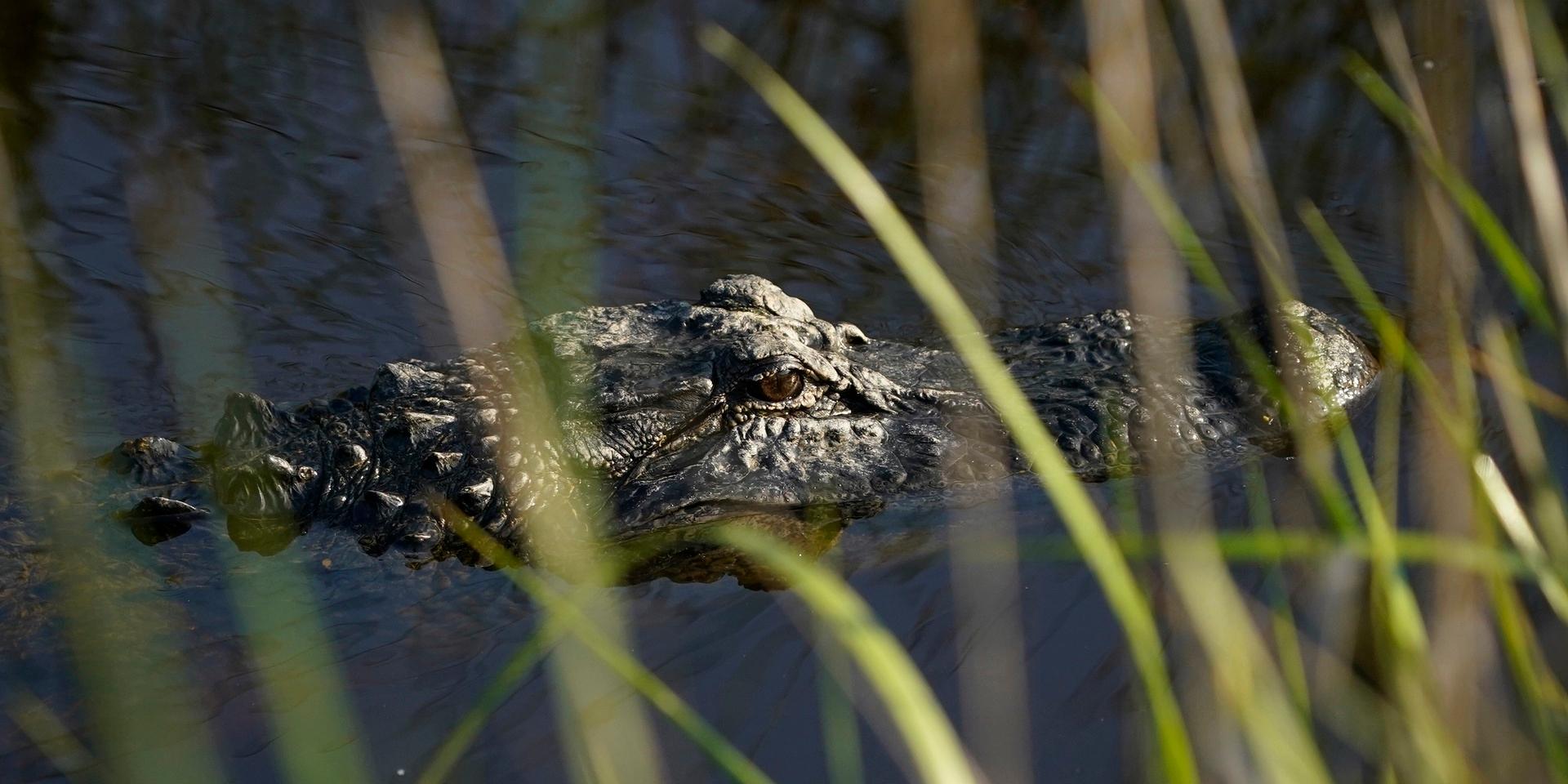 En alligator lurar i vassen. Djuret på bilden är en annan alligator än den nu dödade. Arkivbild.