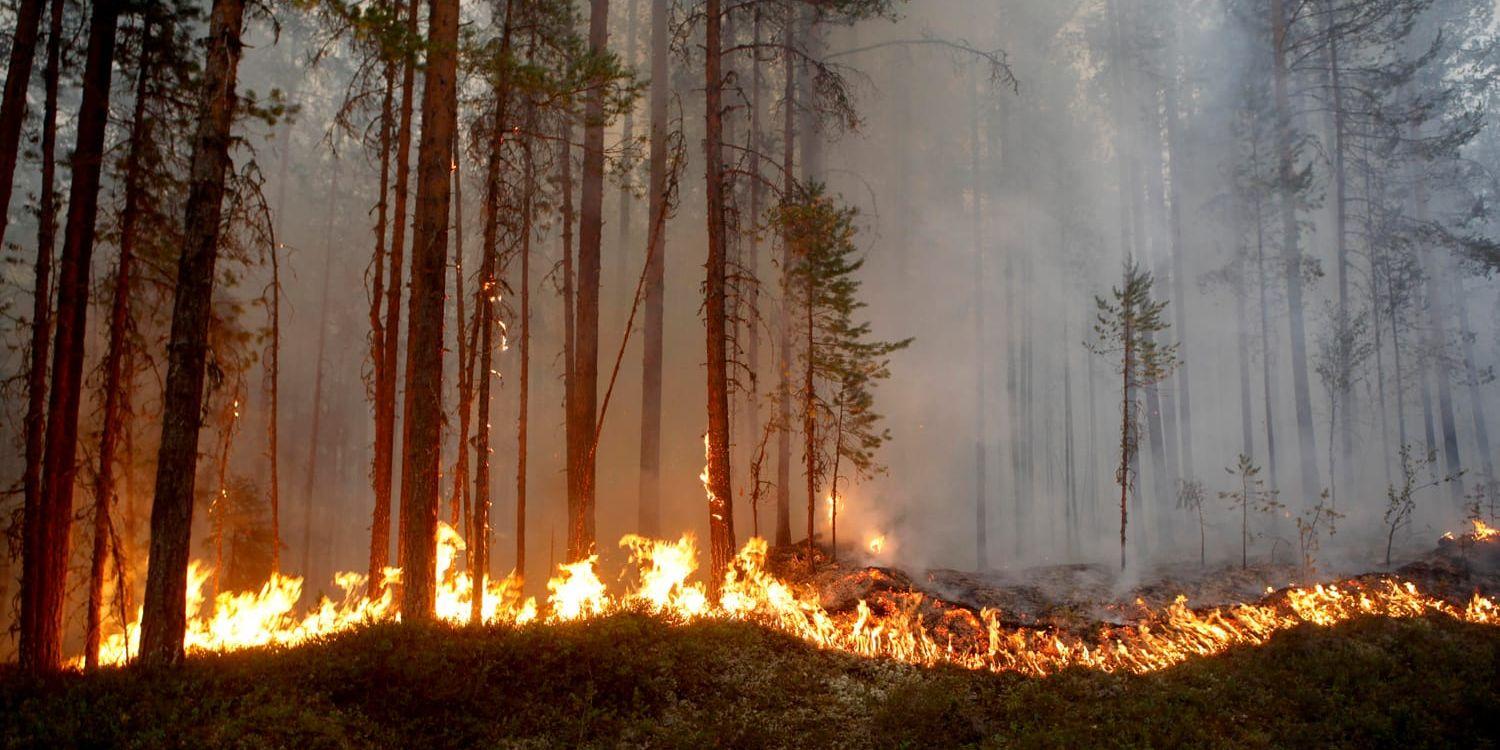 De ekonomiska konsekvenserna av bränderna för skogsägarna kommer att bli enorma, enligt Lantbrukarnas riksförbund.