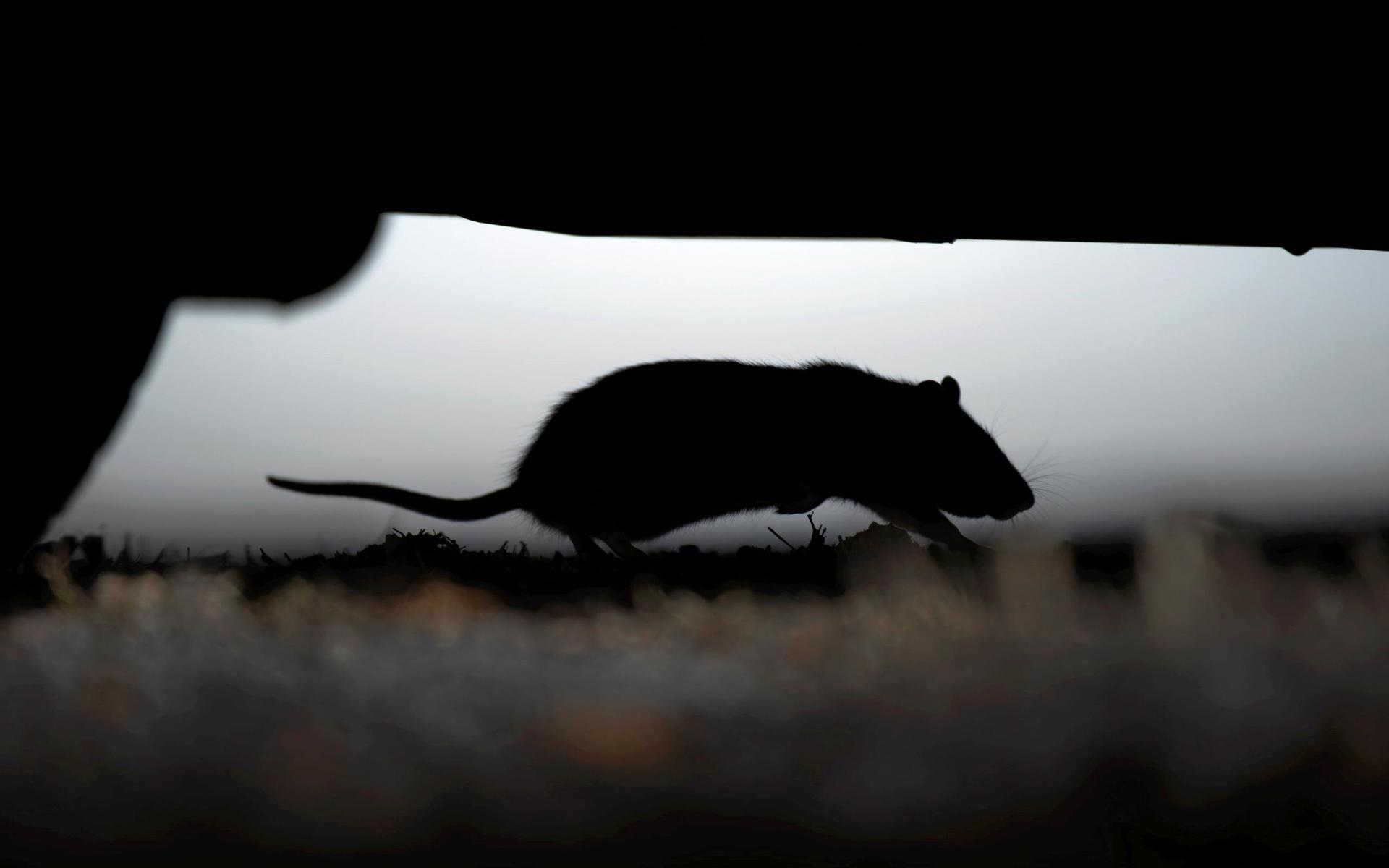 En råtta springer under en bil mitt på dagen, mitt i stan. 