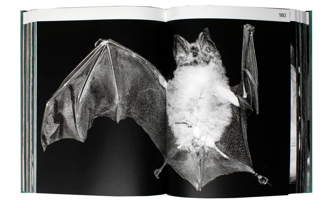 Nadja Bournonvilles bok 'A worm crossed the street' består av svartvita fotografier av bortglömda djur i arkiven på Naturhistoriska museet i Wien.