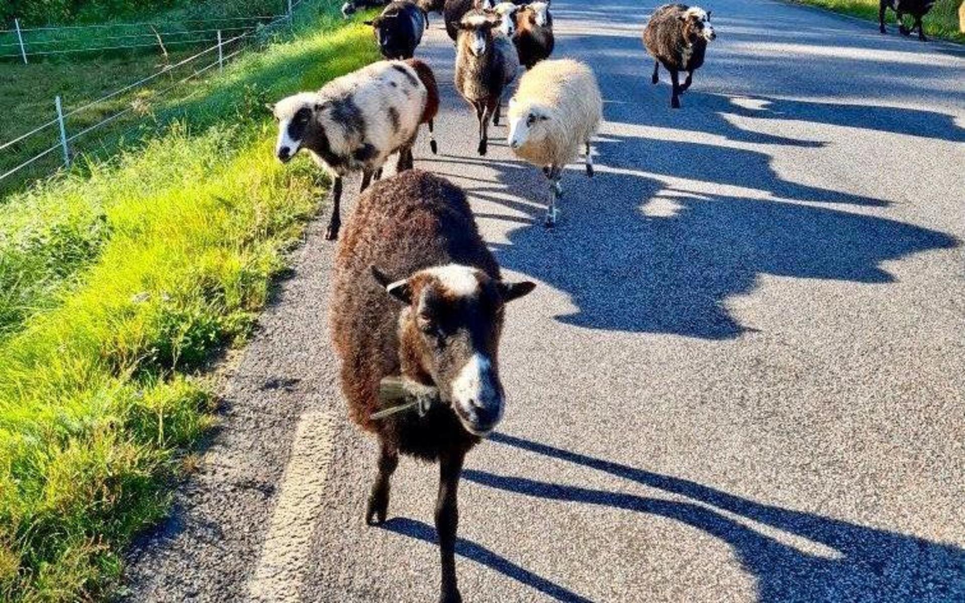 En fårflock i Varbergs kommun flyttas varje morgon och kväll av rädsla för vargens framfart. 
