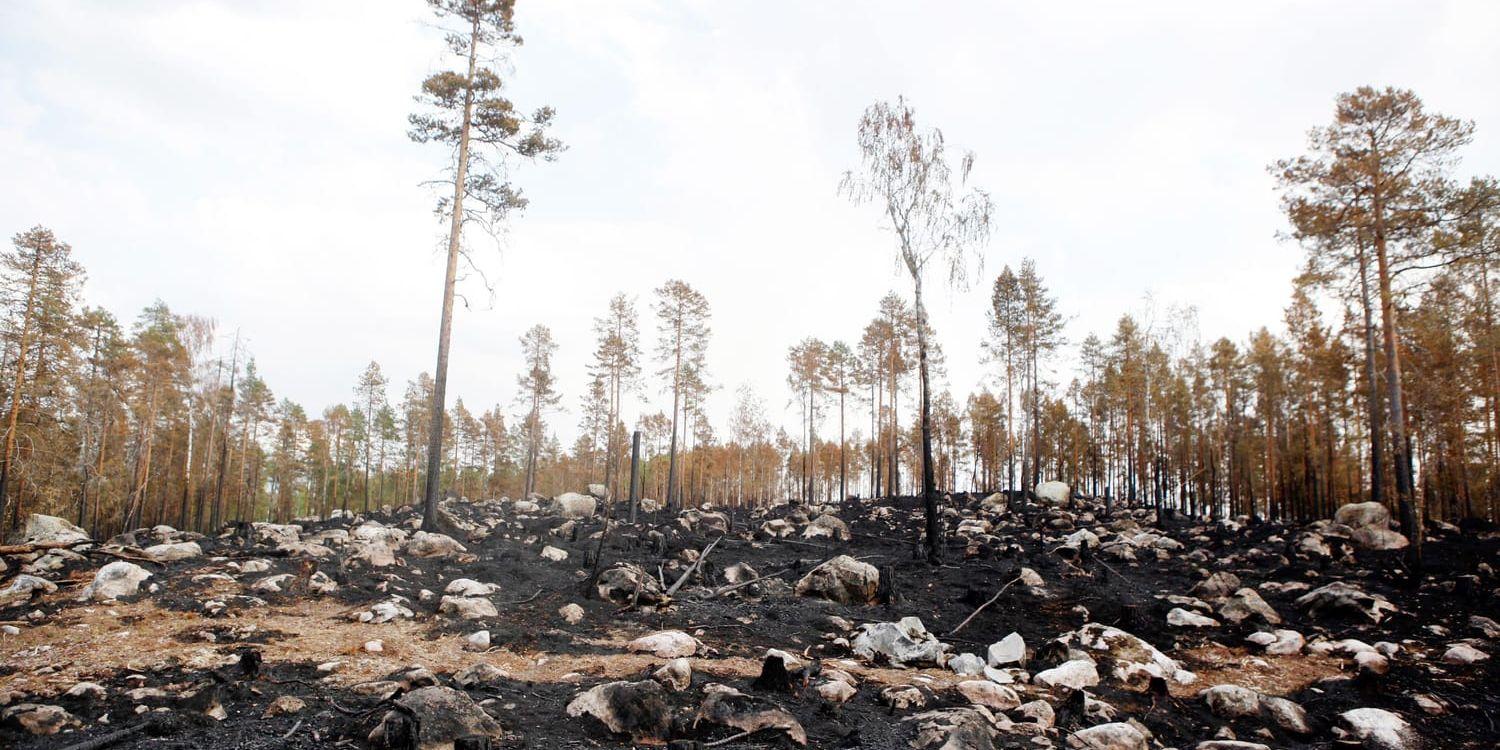 Via satellitbilder kan skogsägare nu se omfattning av skogsbränderna digitalt. Arkivbild.