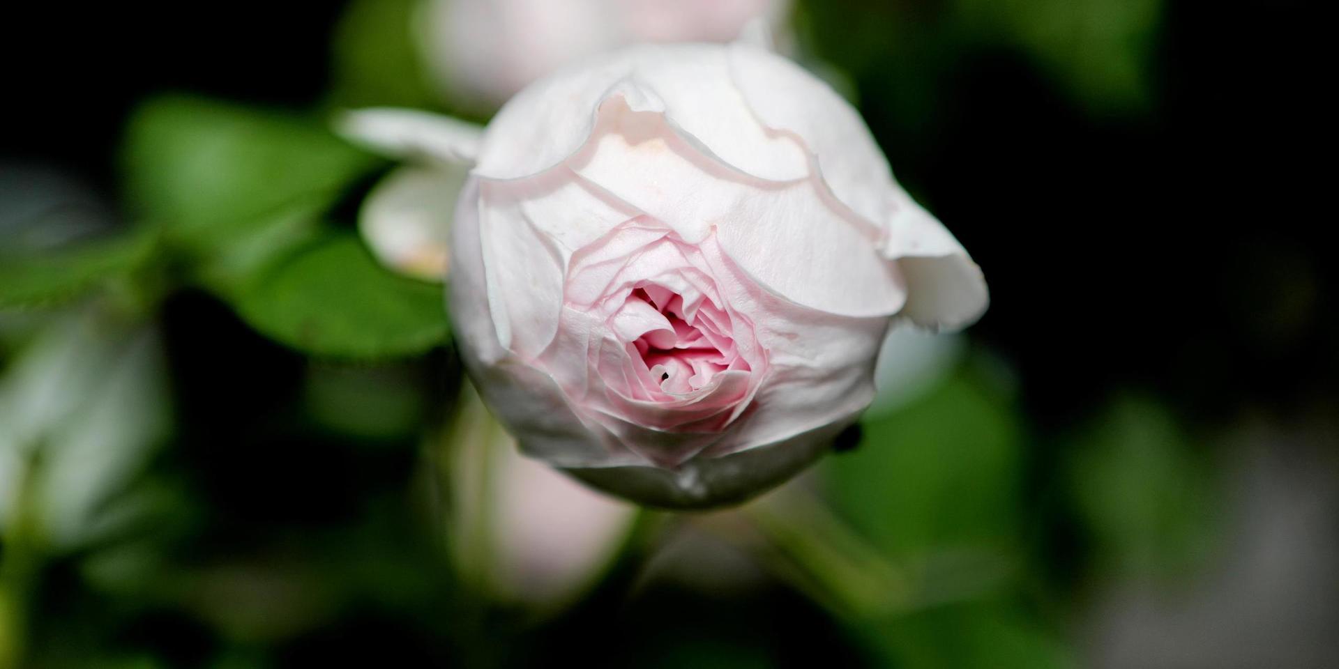 Austinrosen The Wedgwood Rose får ljuvliga knoppar och har en stark doft.