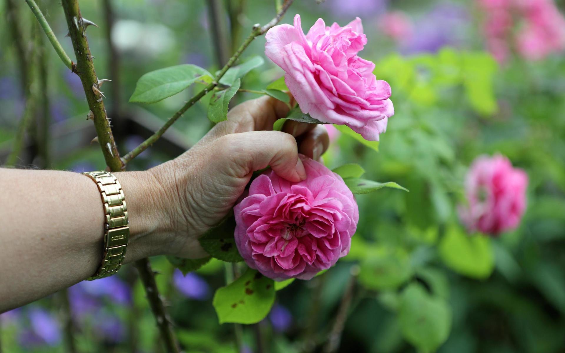 Austinrosen Gertrude Jekyll är en kraftigt växande ros med upprätta eller svagt bågböjda grenar. Doften är så lik de gammaldags rosornas man kan komma.