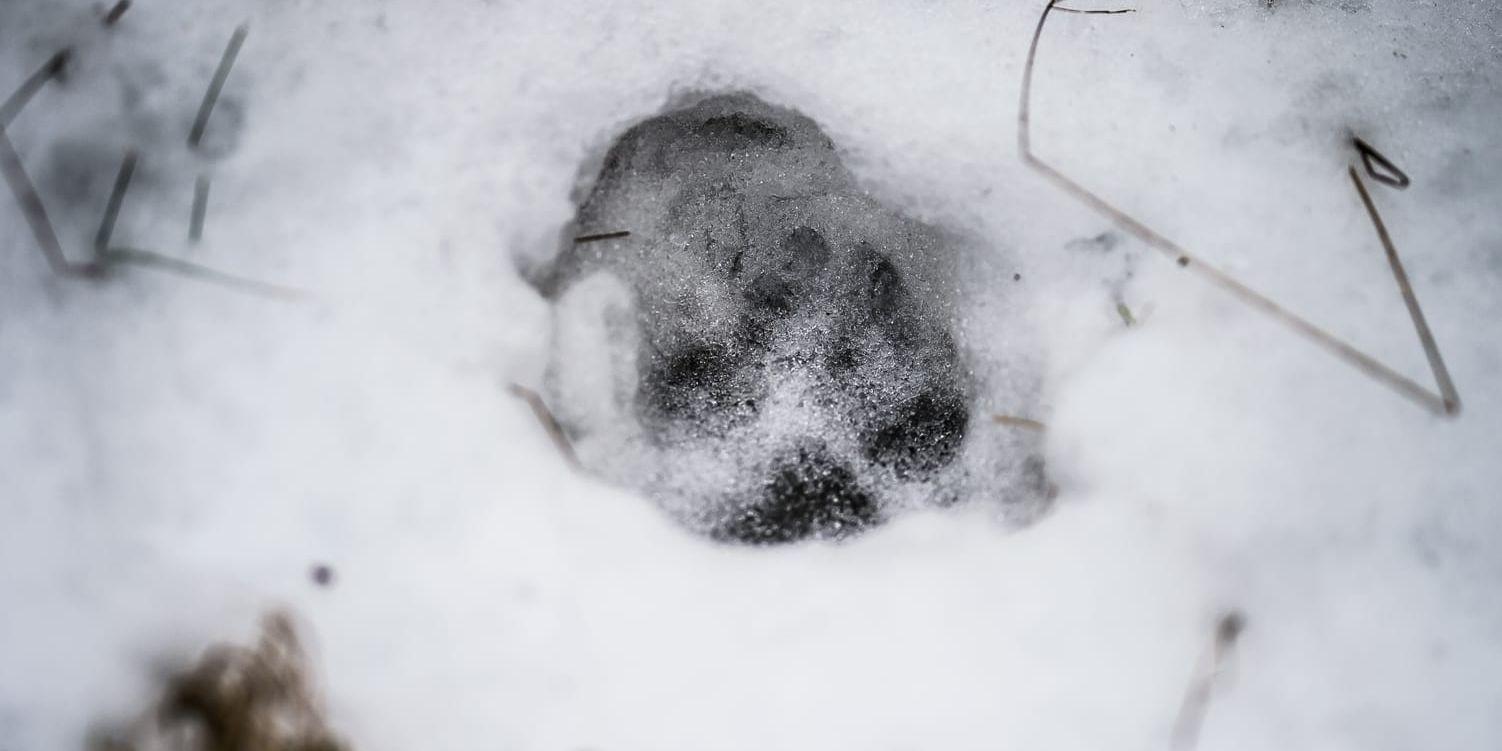 Ett misstänkt vargspår i snön. Arkivfoto.