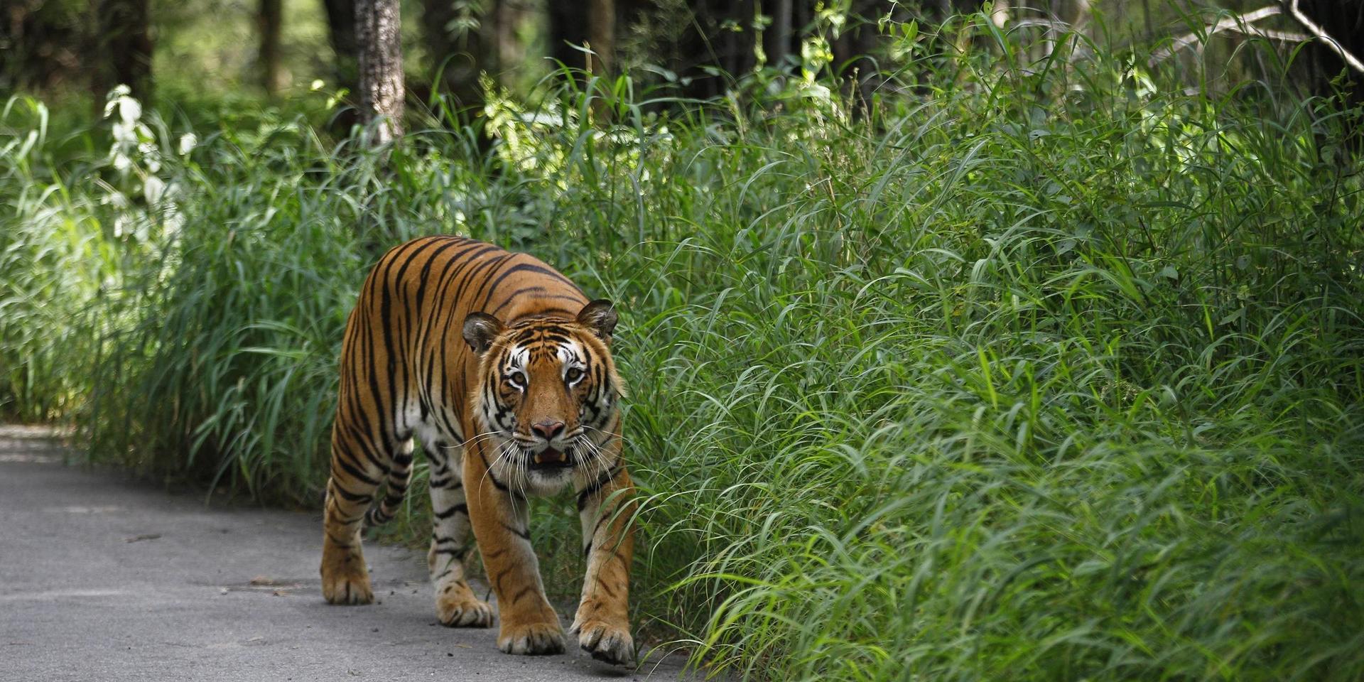 En annan tiger, fotograferad 2015 i den indiska nationalparken Bannerghatta söder om Bangalore. Arkivbild.