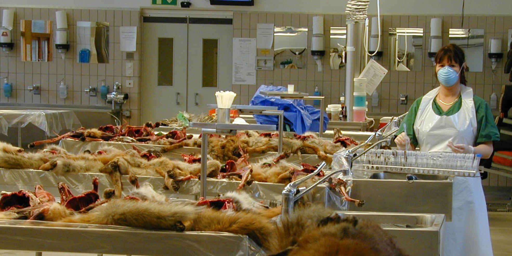 År 2011 analyserade Statens veterinärmedicinska anstalt mängder av prover från döda rävar i jakten på parasiten dvärgbandmask som hittats för första gången i Sverige. Arkivbild