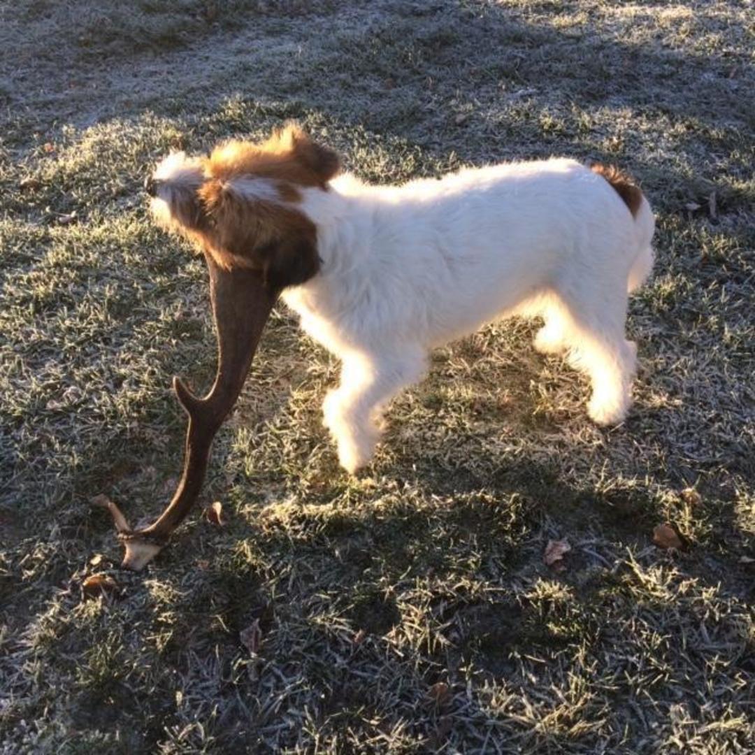 Ronja och Ulla Petterssons hund hittade ett horn på promenaden. 