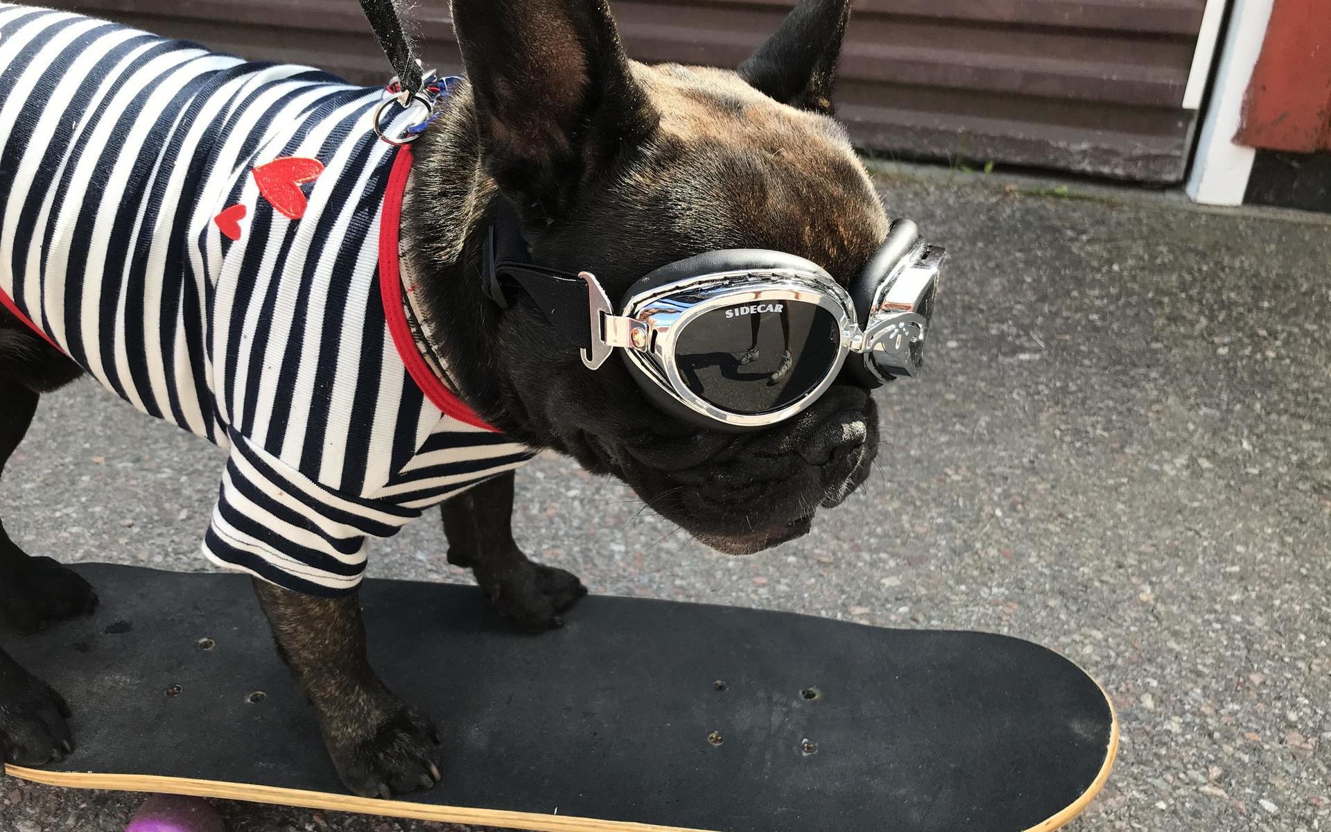 Den franska bulldogen Melvin gillar fartfyllt sommarliv.
